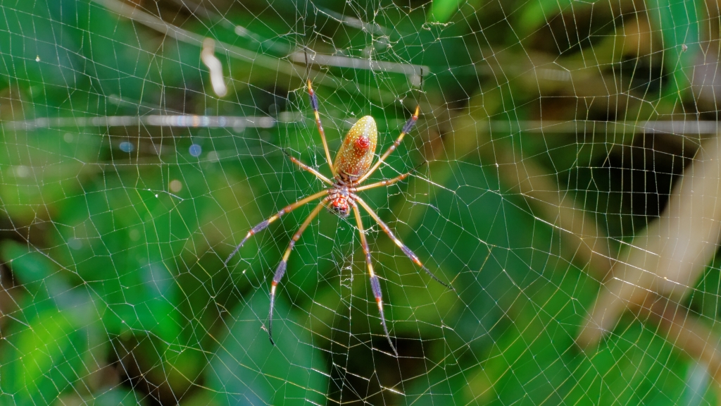 20 - Cahuita NP (15).jpg
